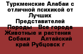 Туркменские Алабаи с отличной психикой от Лучших Представителей Породы - Все города Животные и растения » Собаки   . Алтайский край,Рубцовск г.